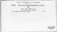 Puccinia gentianae image